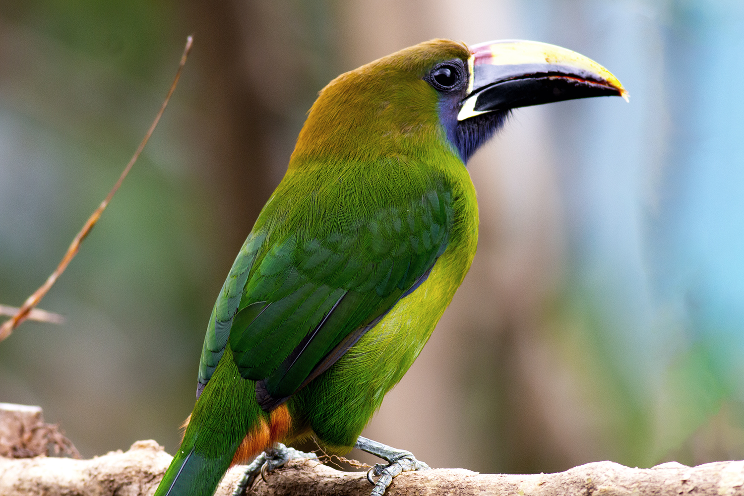 Northern Emerald-Toucanet